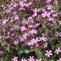 Saponaria ocymoides fleur